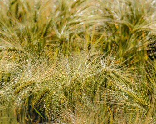 Field of spelt